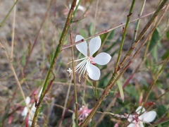 Oenothera gaura