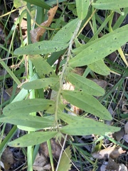 Lithospermum canescens