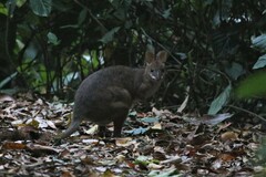 Thylogale stigmatica