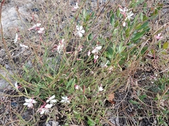 Oenothera gaura
