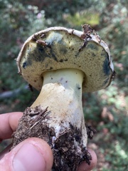 Caloboletus marshii