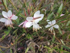 Oenothera gaura