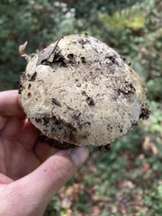 Caloboletus marshii