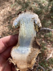 Caloboletus marshii