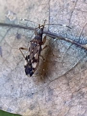 Ozophora picturata