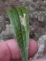 Phytomyza plantaginis