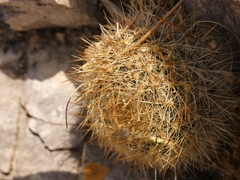 Aylostera fiebrigii