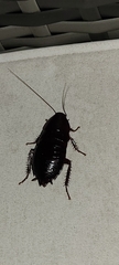 Eurycotis floridana