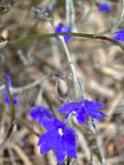 Lechenaultia biloba