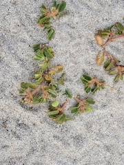 Euphorbia polygonifolia