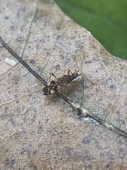 Ozophora picturata