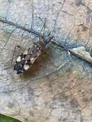 Ozophora picturata