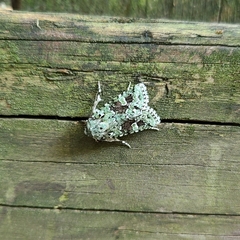 Lacinipolia laudabilis