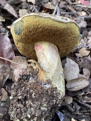 Caloboletus marshii