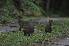 Thylogale stigmatica