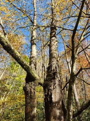 Betula alleghaniensis