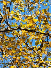 Betula alleghaniensis