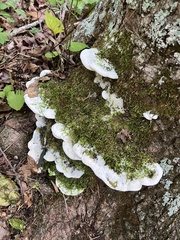 Rigidoporus