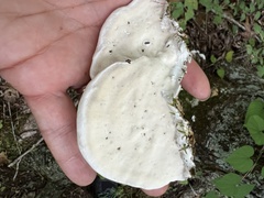 Rigidoporus