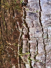 Betula alleghaniensis