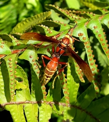 Polistes cavapyta