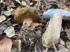 Caloboletus marshii