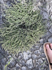 Euphorbia serpens