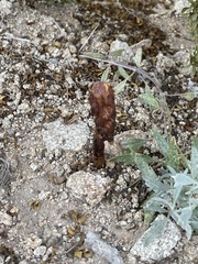 Podaxis pistillaris