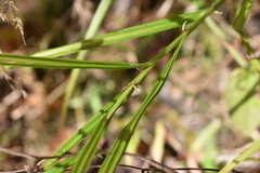 Carex tribuloides