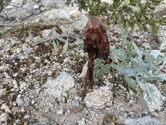 Podaxis pistillaris
