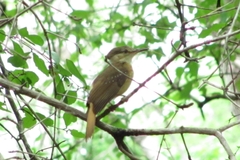 Onychorhynchus coronatus