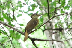Onychorhynchus coronatus