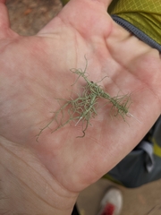 Usnea rubicunda