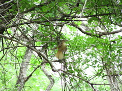 Onychorhynchus coronatus