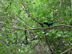 Cyanocorax yucatanicus