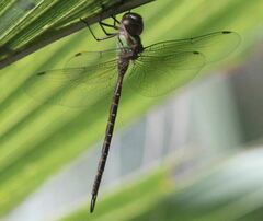 Triacanthagyna trifida