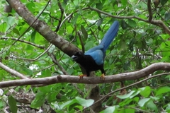 Cyanocorax yucatanicus