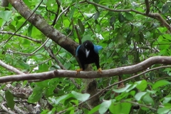 Cyanocorax yucatanicus