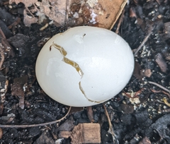 Anthochaera carunculata