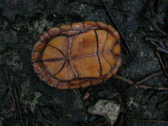 Kinosternon creaseri