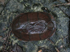 Kinosternon creaseri