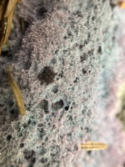 Punctularia atropurpurascens