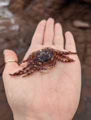 Leptograpsus variegatus