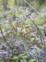 Caladenia lowanensis
