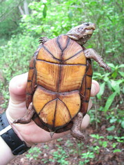 Kinosternon creaseri