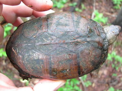 Kinosternon creaseri