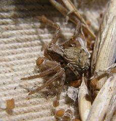 Xysticus cunctator