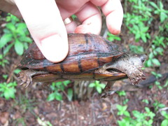 Kinosternon creaseri