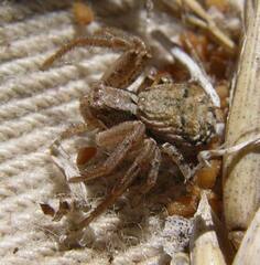 Xysticus cunctator