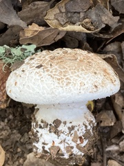 Amanita novinupta
